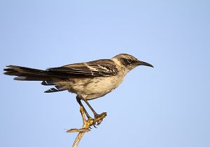 Genovesa Island, Galapagos 789.jpg